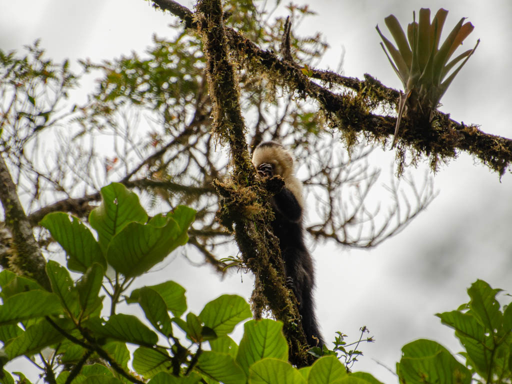 A white-faced capuchin.