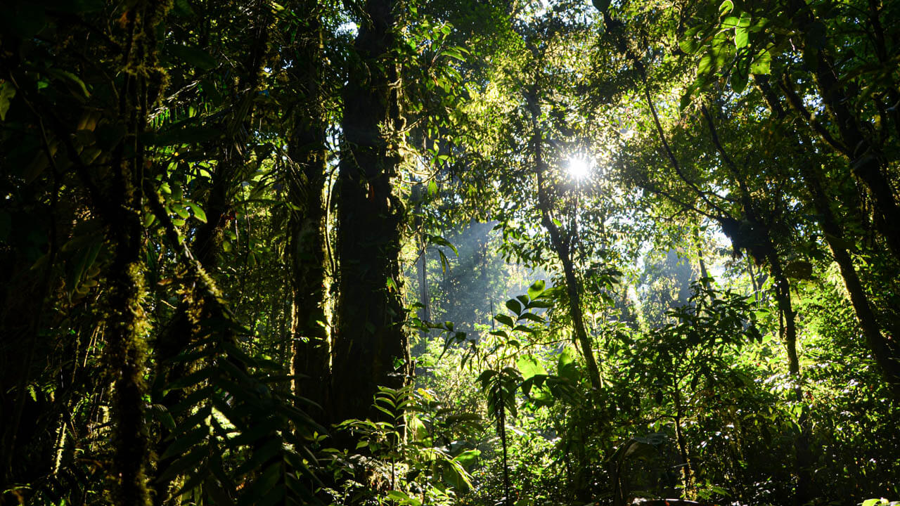 Sun rays piercing through the trees in the Santa Elena Cloud Forest Reserve.