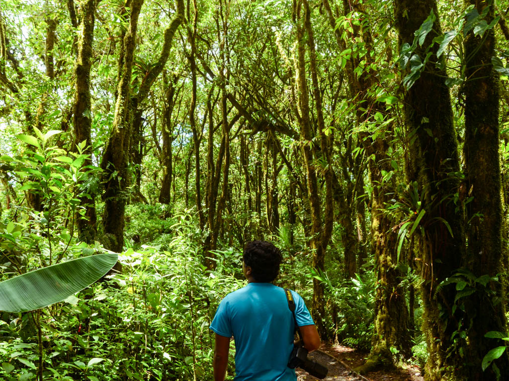A man on the trail of Santa Elena Cloud Forest Reserve.