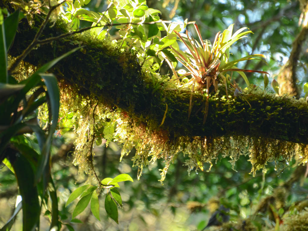 Moss covered branches of trees.