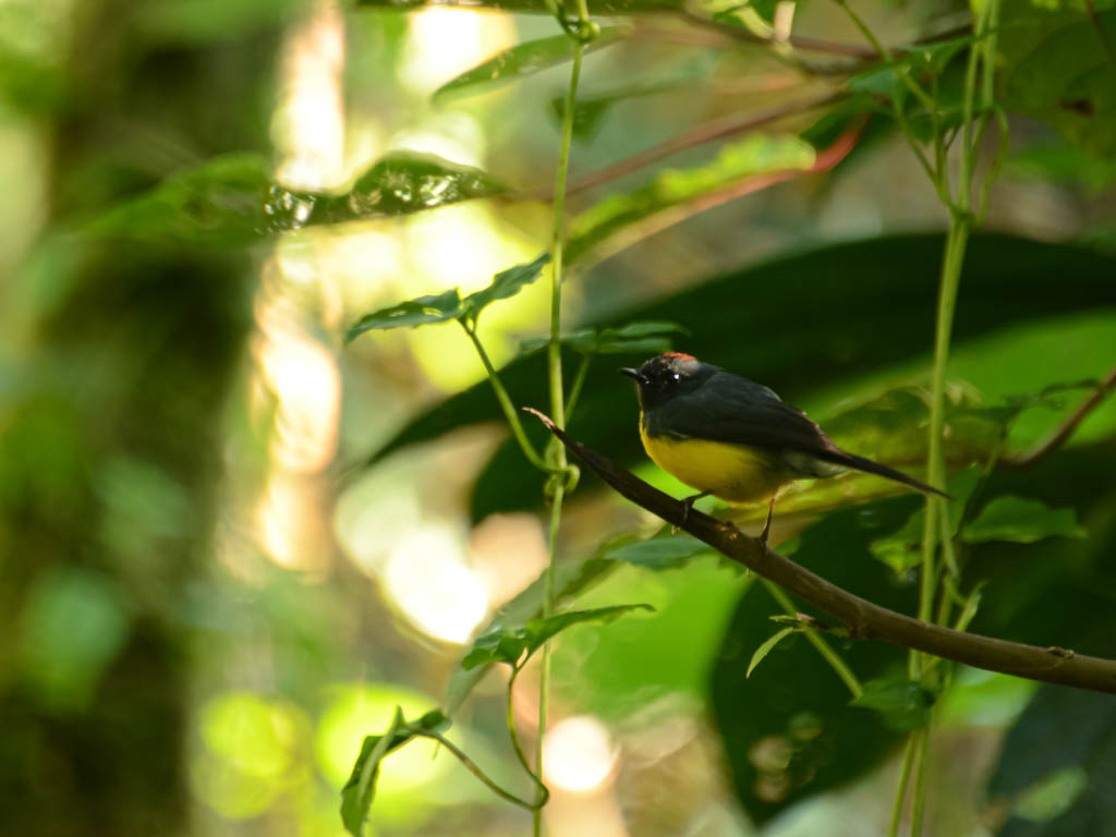 A slate-throated redstart.