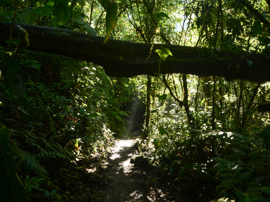 Sun rays on the trail.
