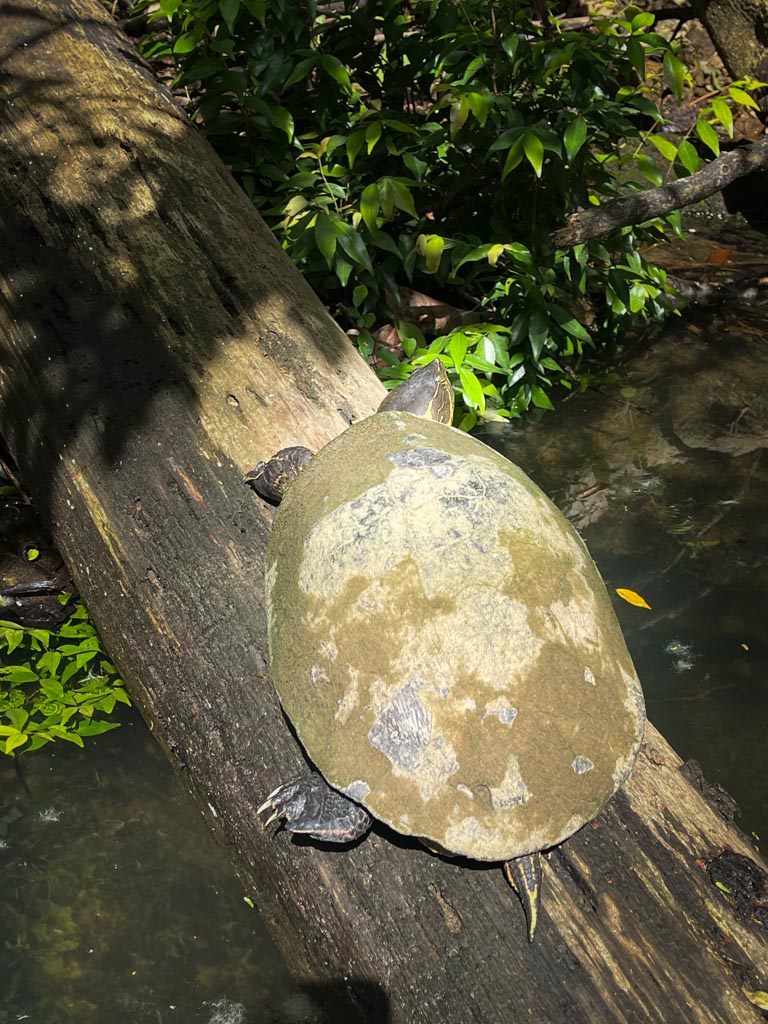 A sunbathing river turtle on a submerged branch in the river.