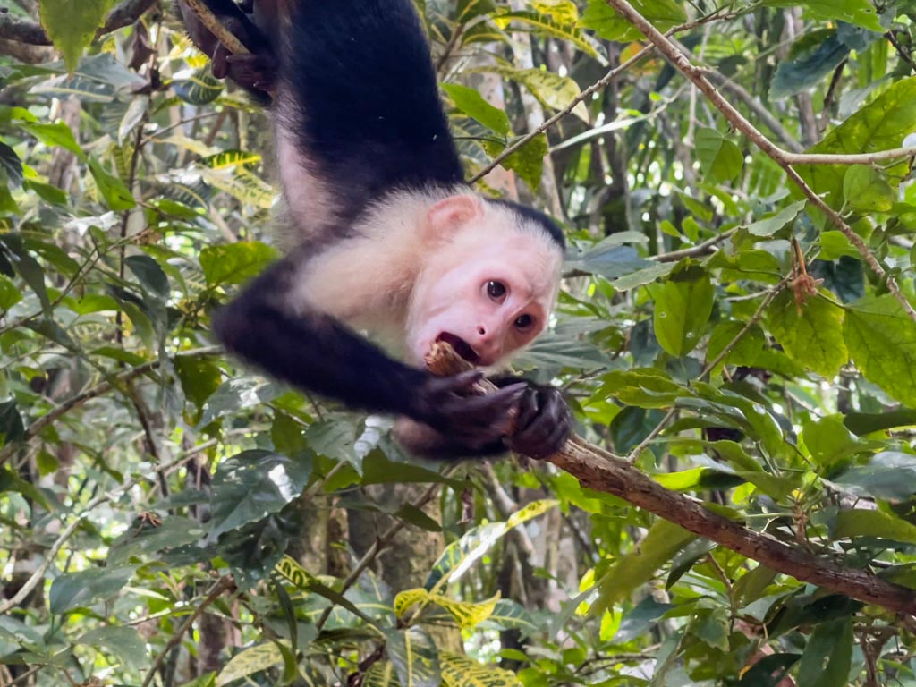 A capuchin monkey hanging upside down to grab a bite from the tree. Chances of several wildlife encounters on the Drake Bay beach hike trail.