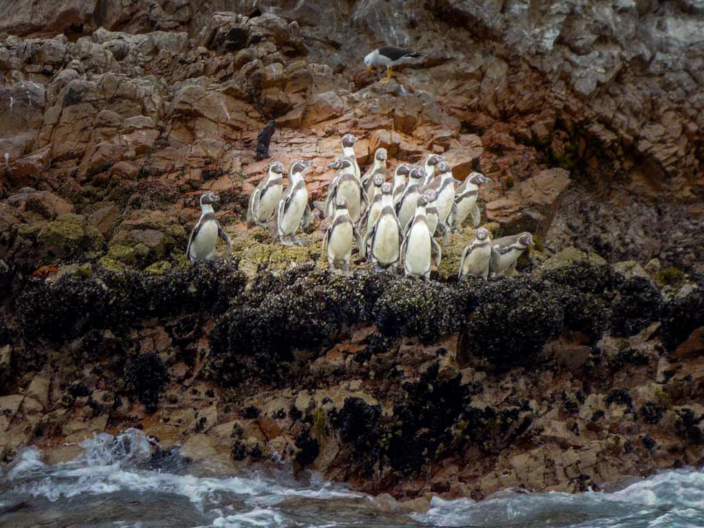 A group of penguins standing on a rock at Ballestas Islands.