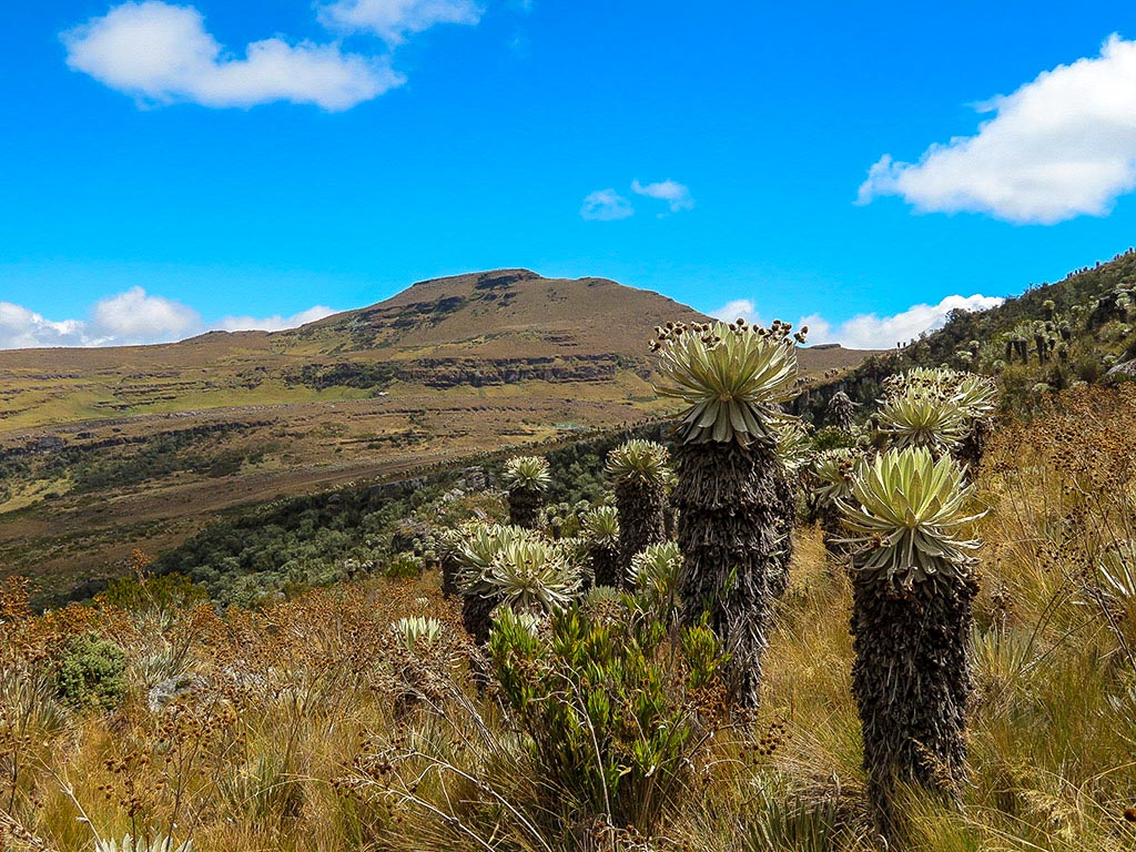 Páramo de Ocetá, one of the best places to visit in Colombia.