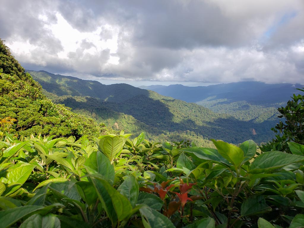 Forest view from Monteverde Cloud Forest Reserve
