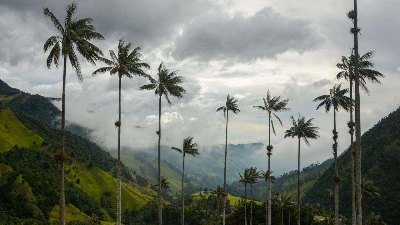 Wax palm trees in Cocora Valley of Colombia.