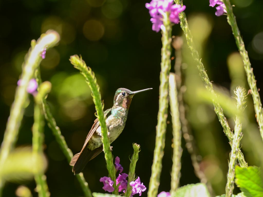 A hummingbird at Curi Cancha Reserve. Birding at Curi Cancha is must include activity in the Costa Rica itinerary for birding enthusiasts.