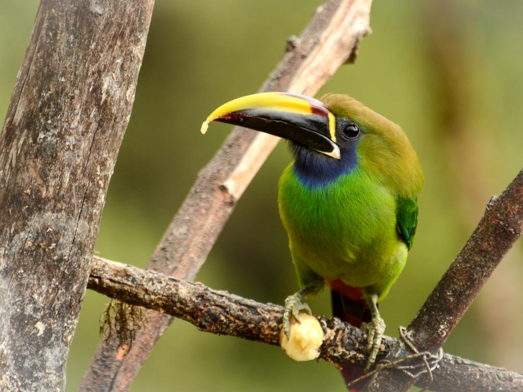 Emerald toucanet, grabbing its lunch with its claws.