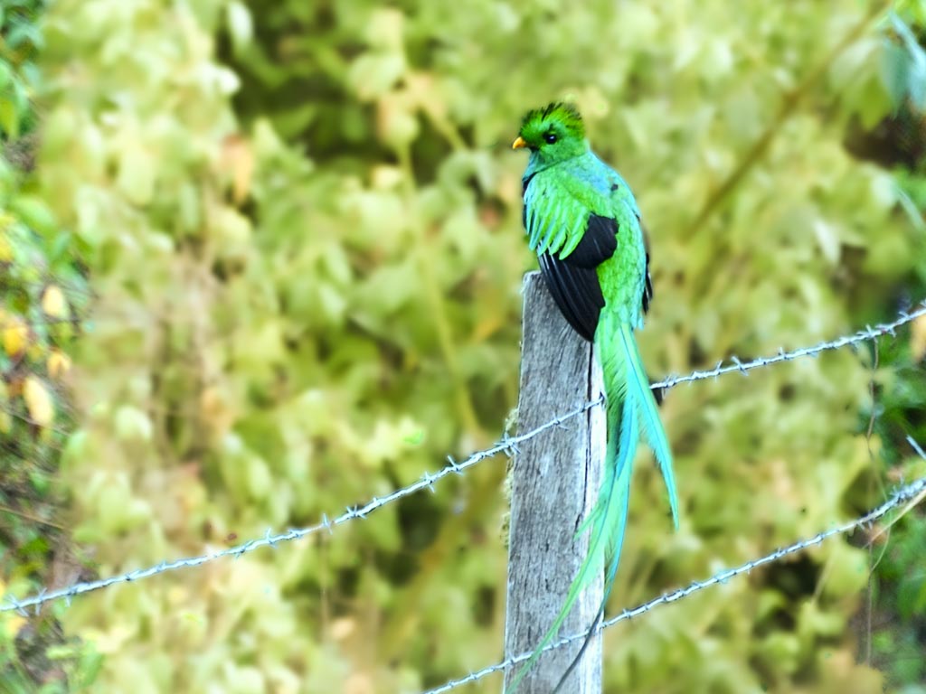 The male Resplendent Quetzal sitting on the fence at a farm in San Gerardo de Dota.