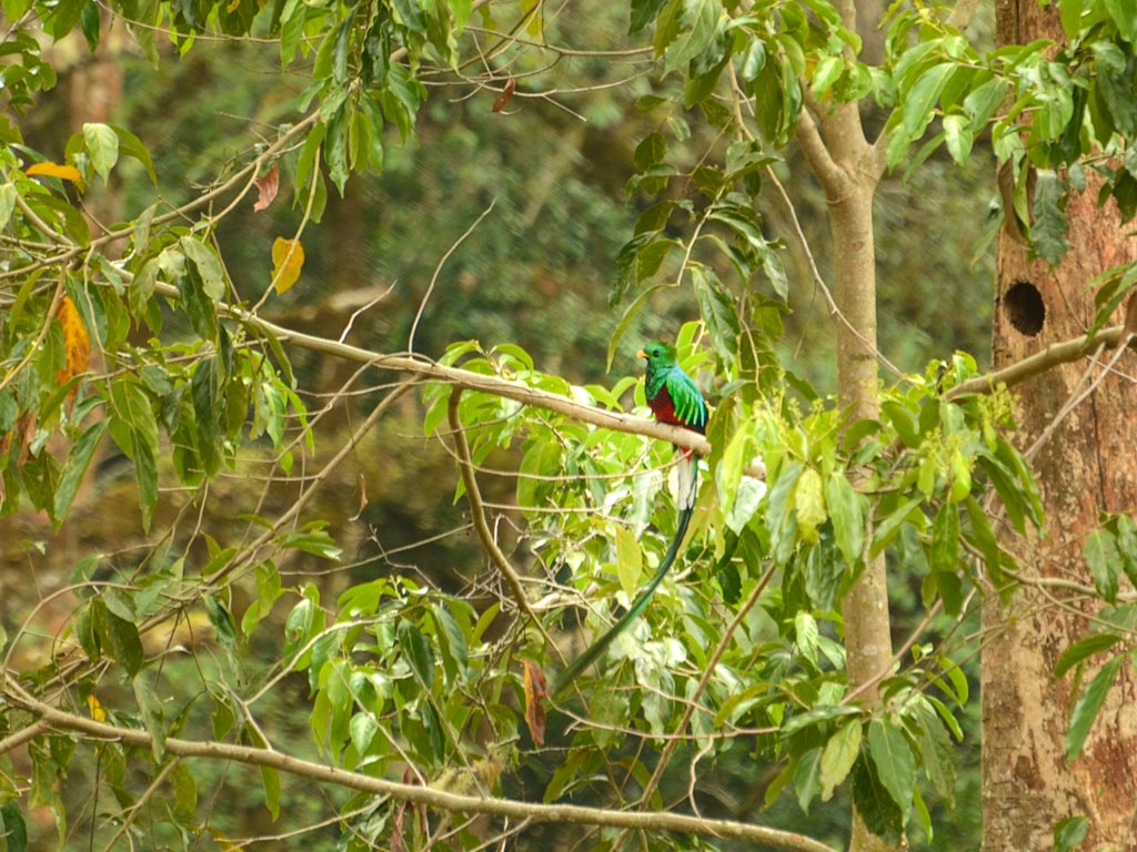 Male Resplendent Quetzal perched on a tree branch near the nest.