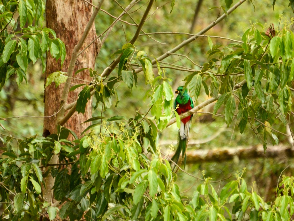 The male Resplendent Quetzal, displaying its glorious colors. In San Gerardo de Dota.