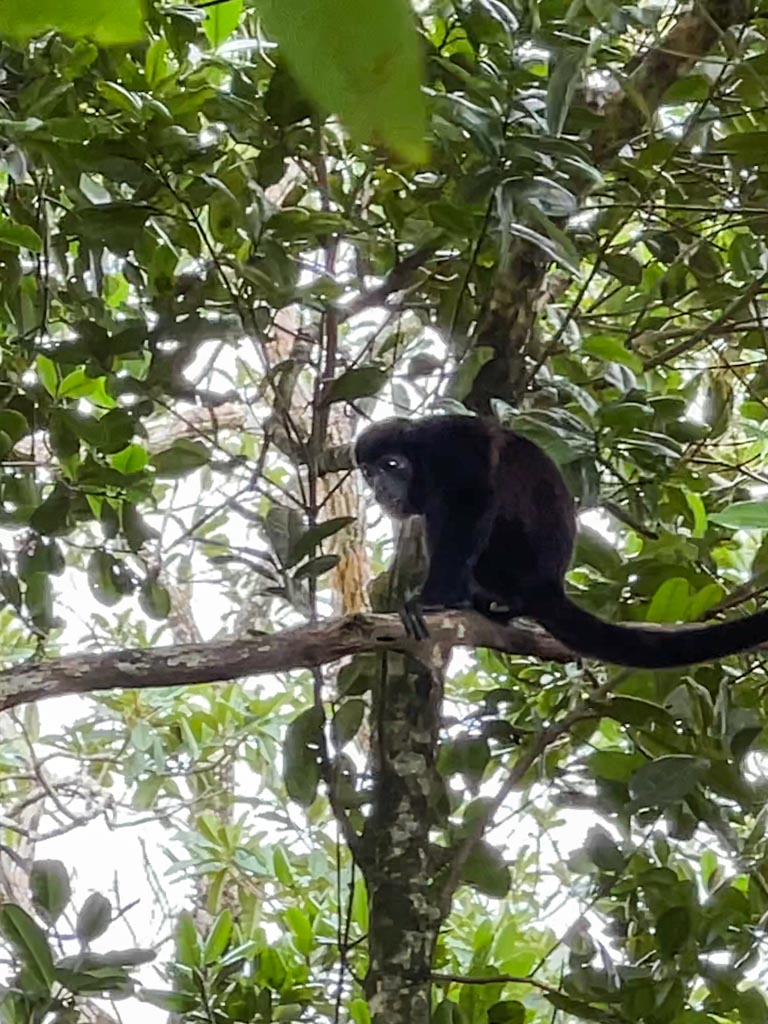 Howler monkey on the tree.