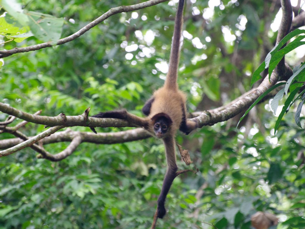 Spider monkey hanging from a tree.