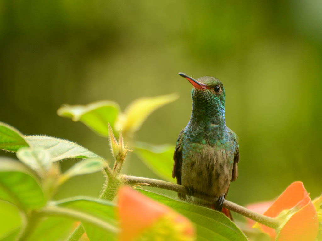 Rufous-tailed Hummingbird near Catarata La Fortuna.