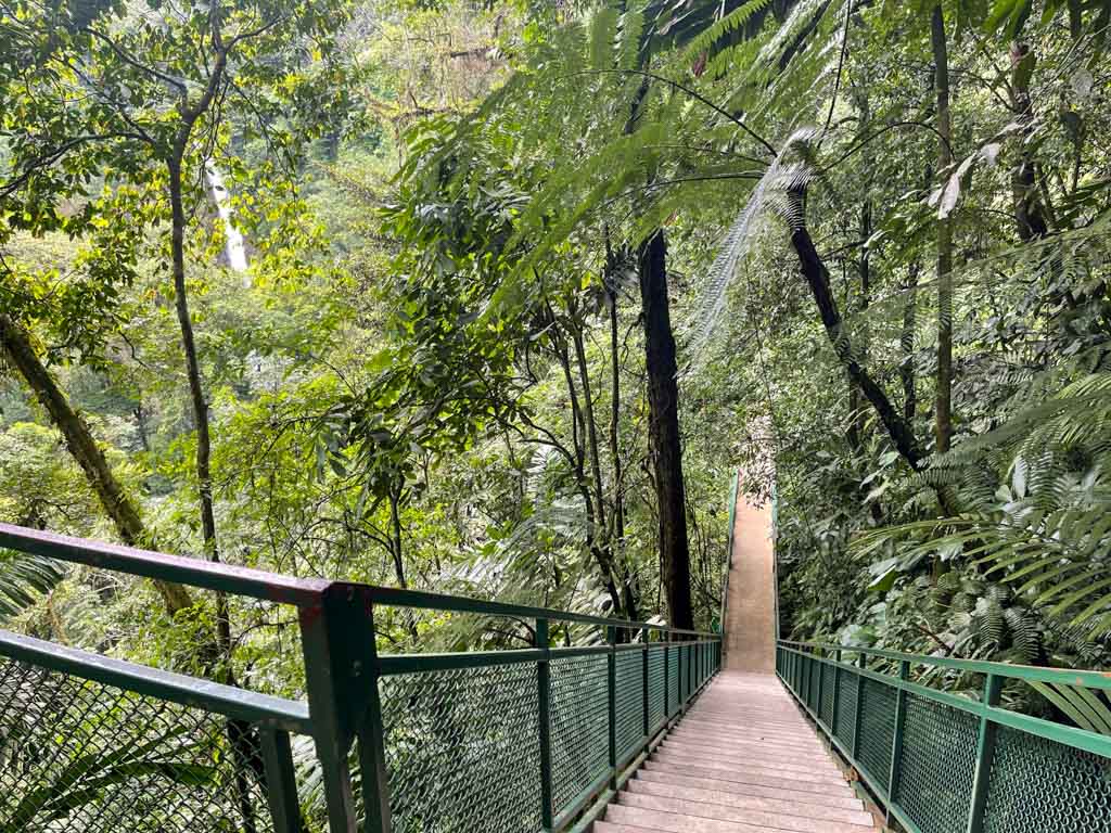 Staircase surrounded by rainforests, a distant view of the waterfall peeping through the vegetation.