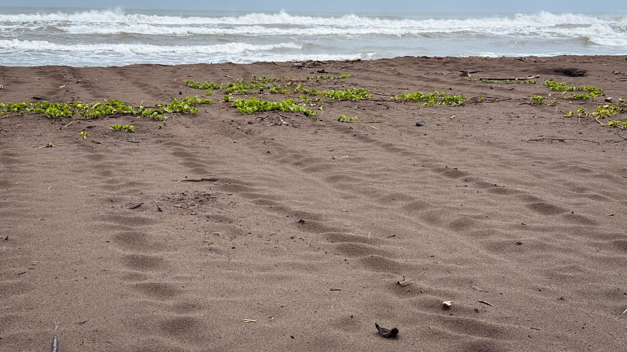 Turtle tracks on Tortuguero beach in Costa Rica