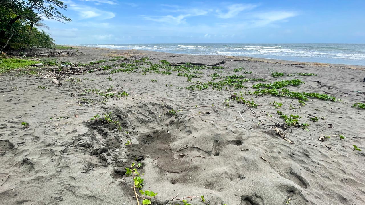 Tortuguero beach, the site of the nocturnal turtle nesting tour.