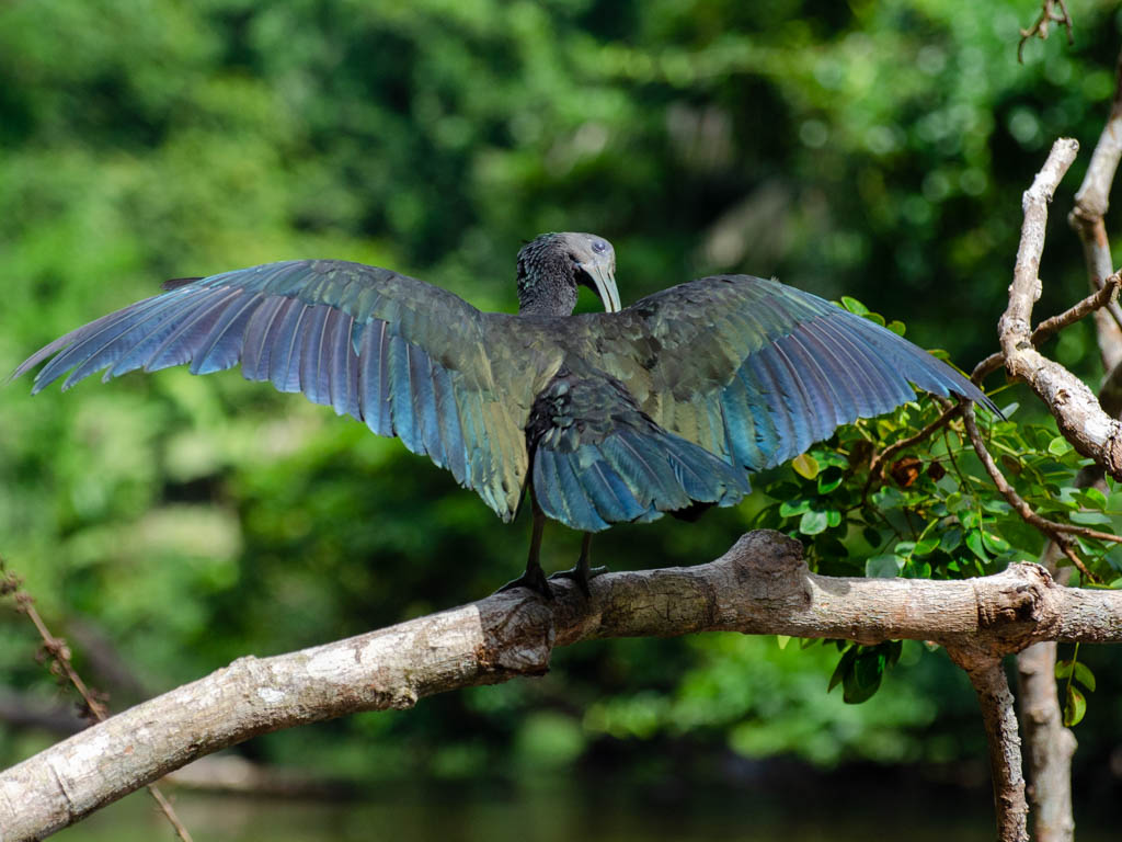 Green ibis, spreading its wings.