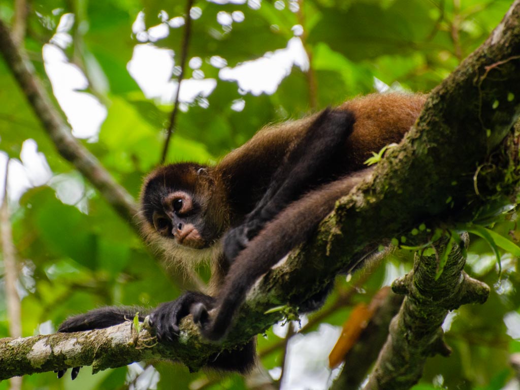 Spider Monkey at Tortuguero National Park.
