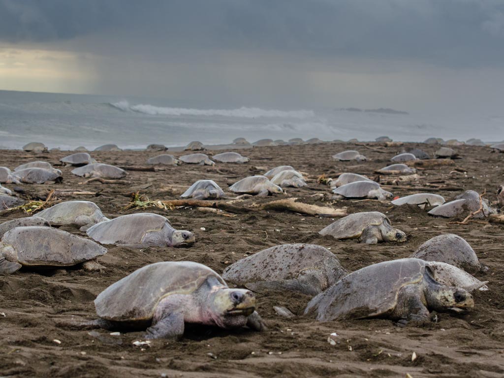 Olive ridley turtles thronging the Ostional beach for nesting.