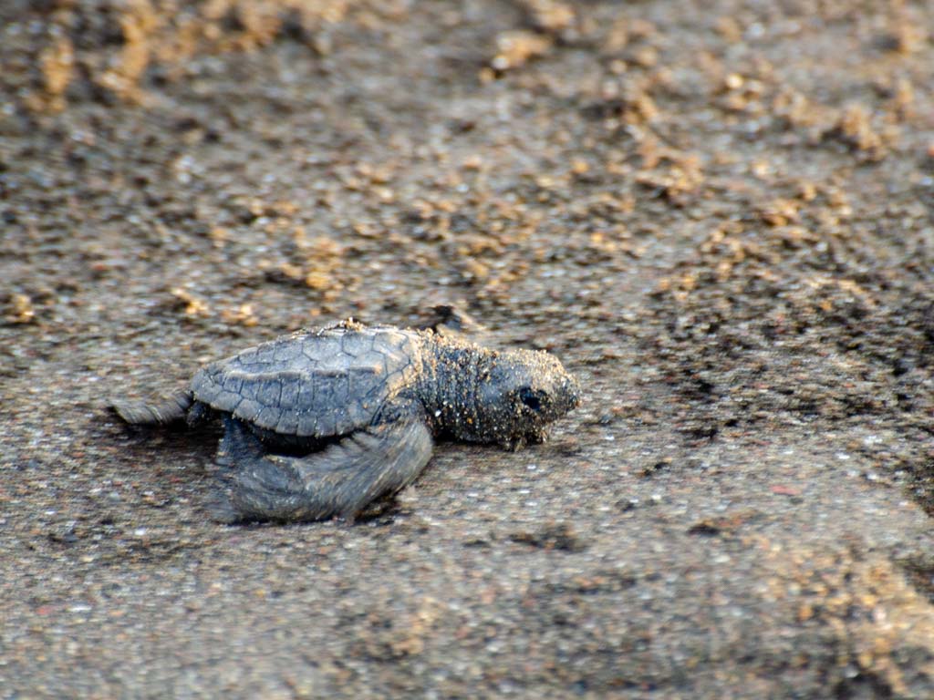 Baby sea turtle, on its first ever trip to the ocean.