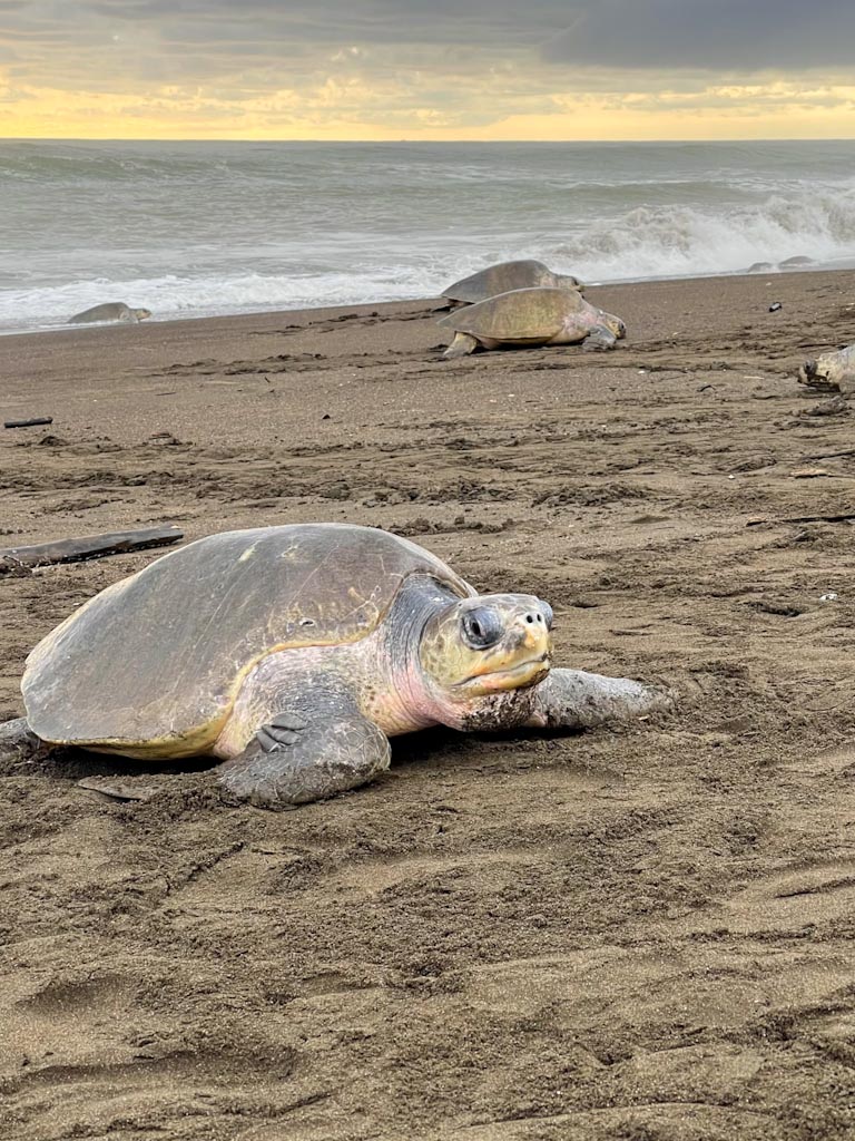 Olive Ridley Turtles on Ostional Beach, Costa Rica