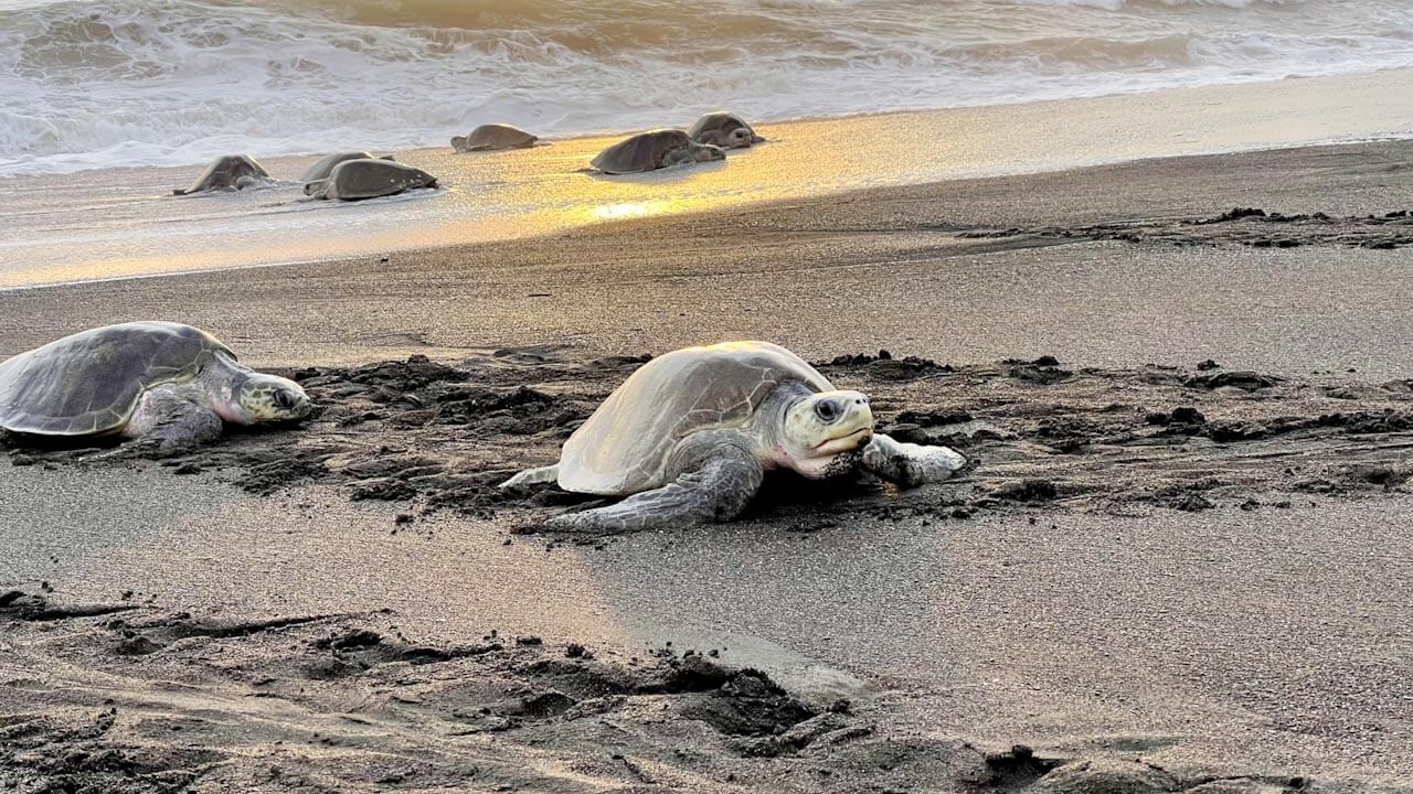 Olive ridley sea turtles at Playa Ostional in Costa Rica.