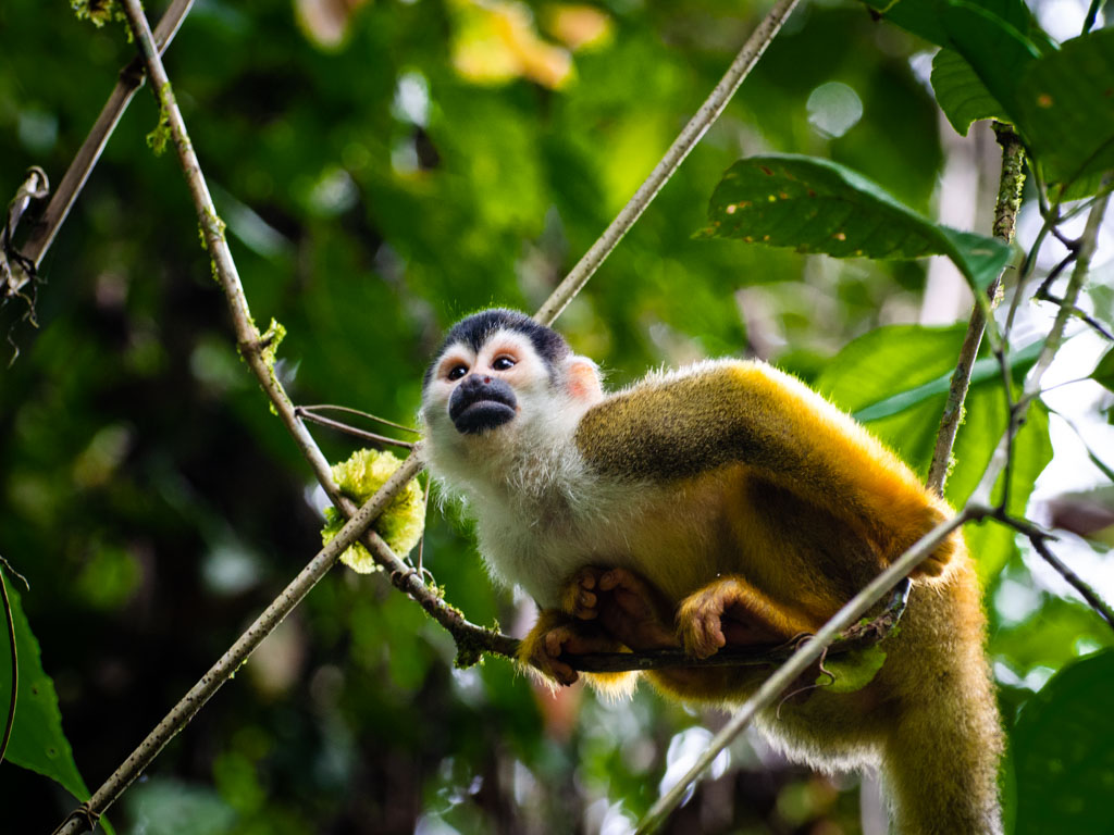 Squirrel Monkey at Corcovado National Park, home to a large variety of species of wildlife in Costa Rica.