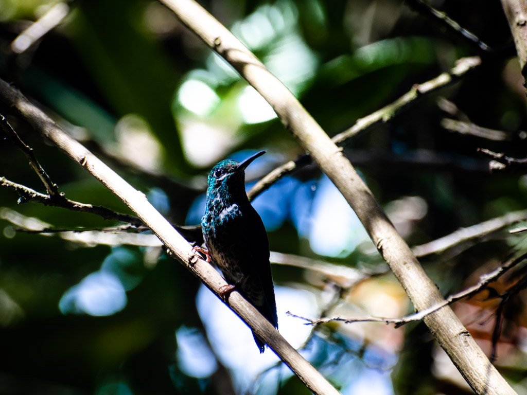 Hummingbird at Curi Cancha Reserve in Monteverde.