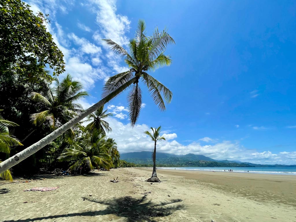 A swaying palm tree and lush jungle line on the side of soft sands of Uvita beach.