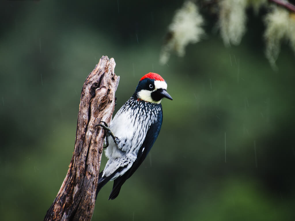 Acorn woodpecker on a rainy afternoon in San Gerardo de Dota, a great place to watch birds in Costa Rica.