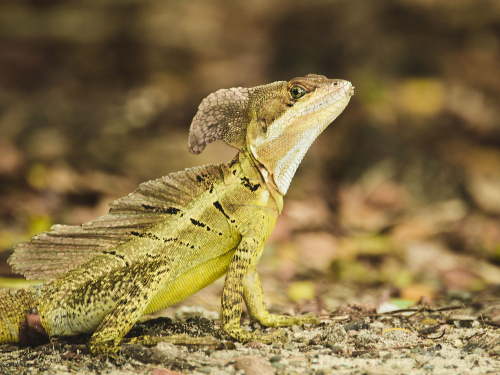Basilisk Lizard at Manuel Antonio National Park, great place to watch wildlife in Costa Rica.