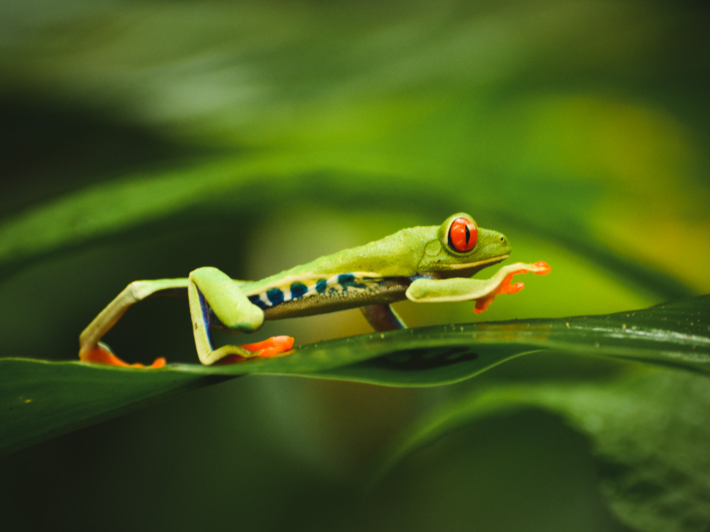 Red eyed tree frog in Costa Rica - wildlife photography.