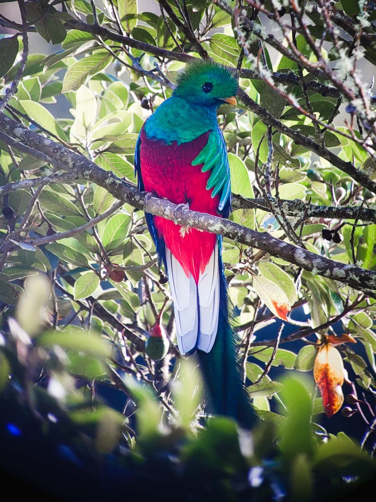 A male Resplendent Quetzal in San Gerardo de Dota.