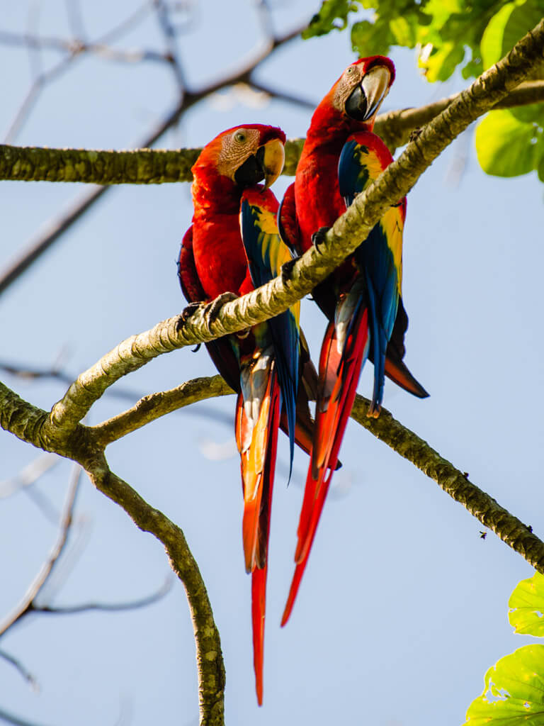 A Scarlet Macaw couple in Cabuya, in the Nicoya peninsula of Costa Rica.