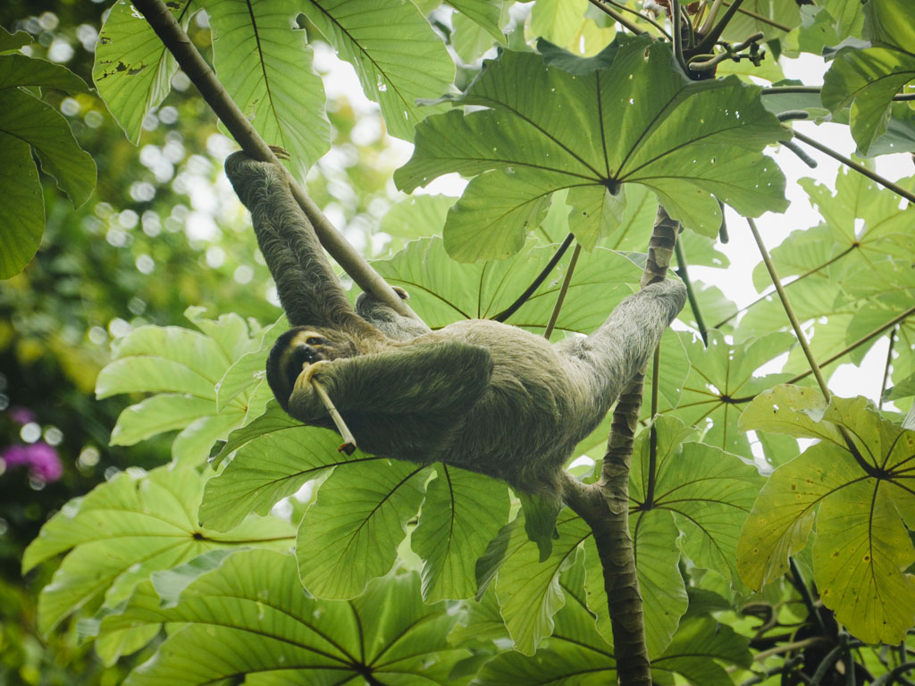 Three-toed sloth in Manuel Antonio National Park.