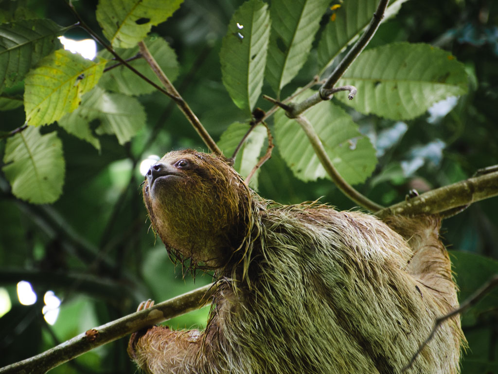A Sloth hanging from a branch at Bogarin Trail in La Fortuna.