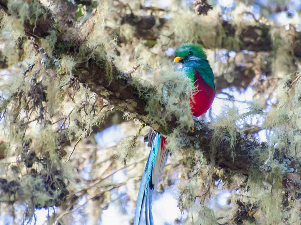 A Male Resplendent Quetzal on a branch with moss in San Gerardo de Dota, Costa Rica.