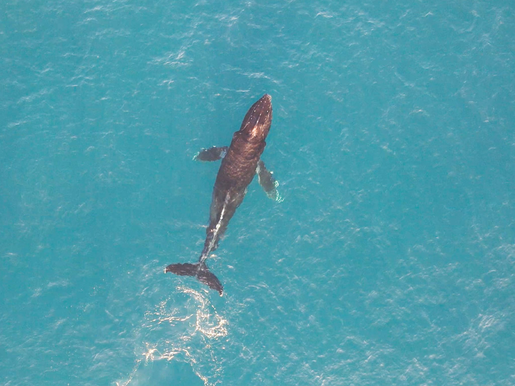 Humpback Whale near Bejuco beach, Costa Rica.