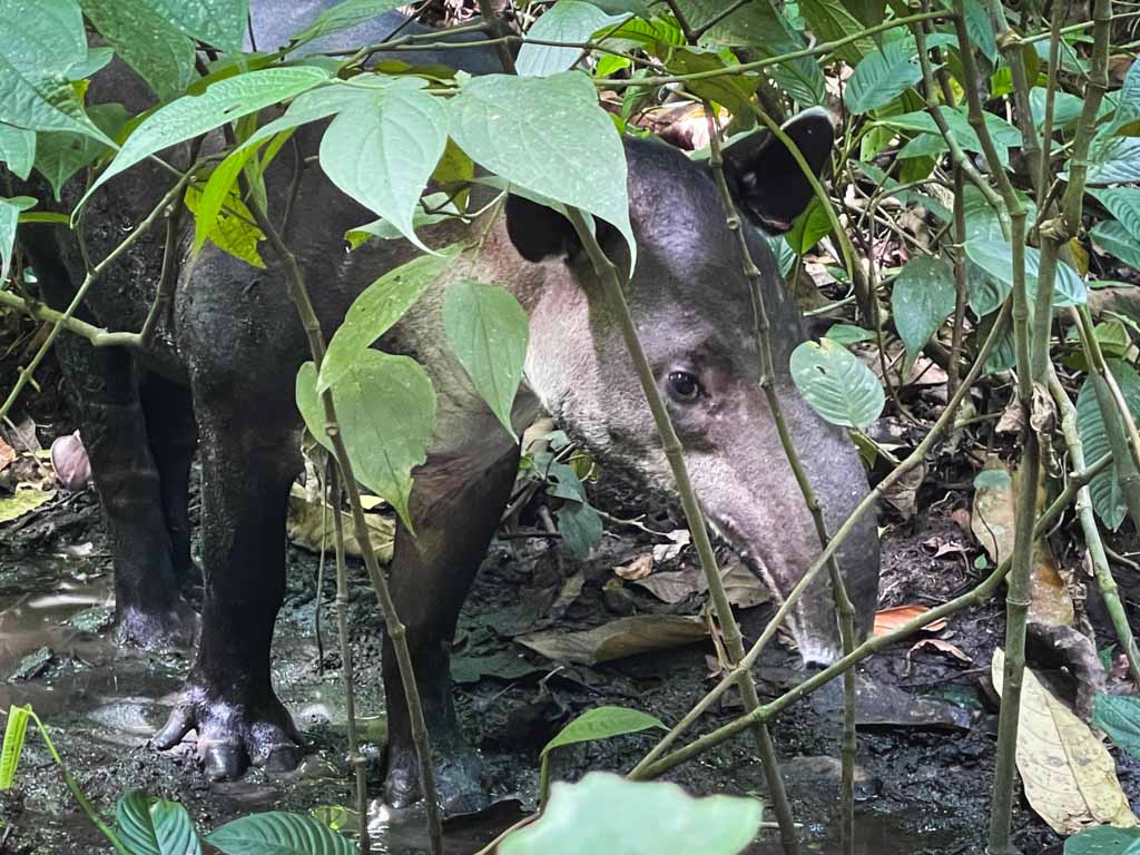 Baird's Tapir in Corcovado National Park.