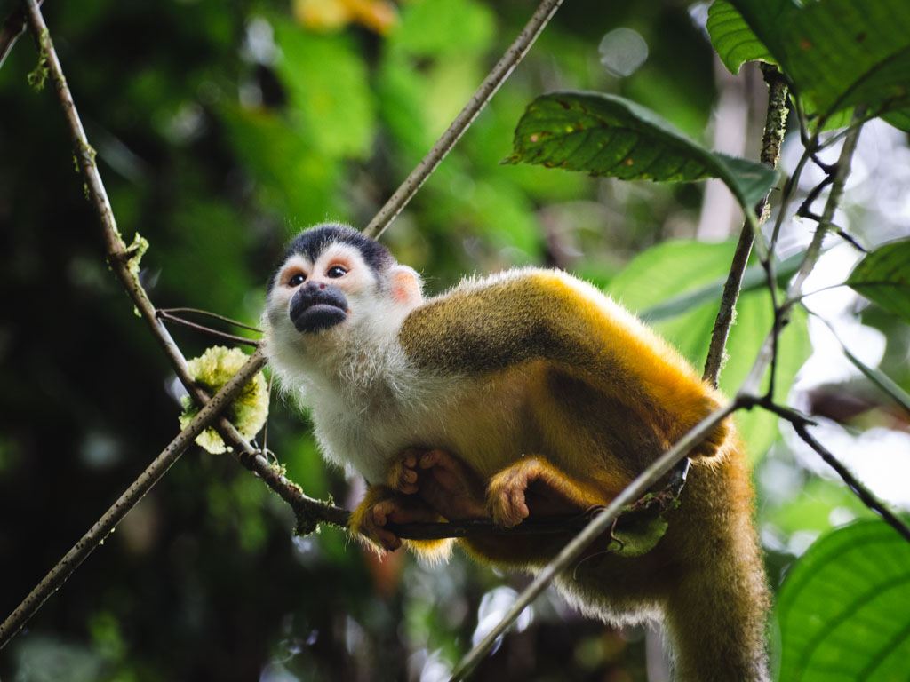 Squirrel Monkey in Corcovado National Park.