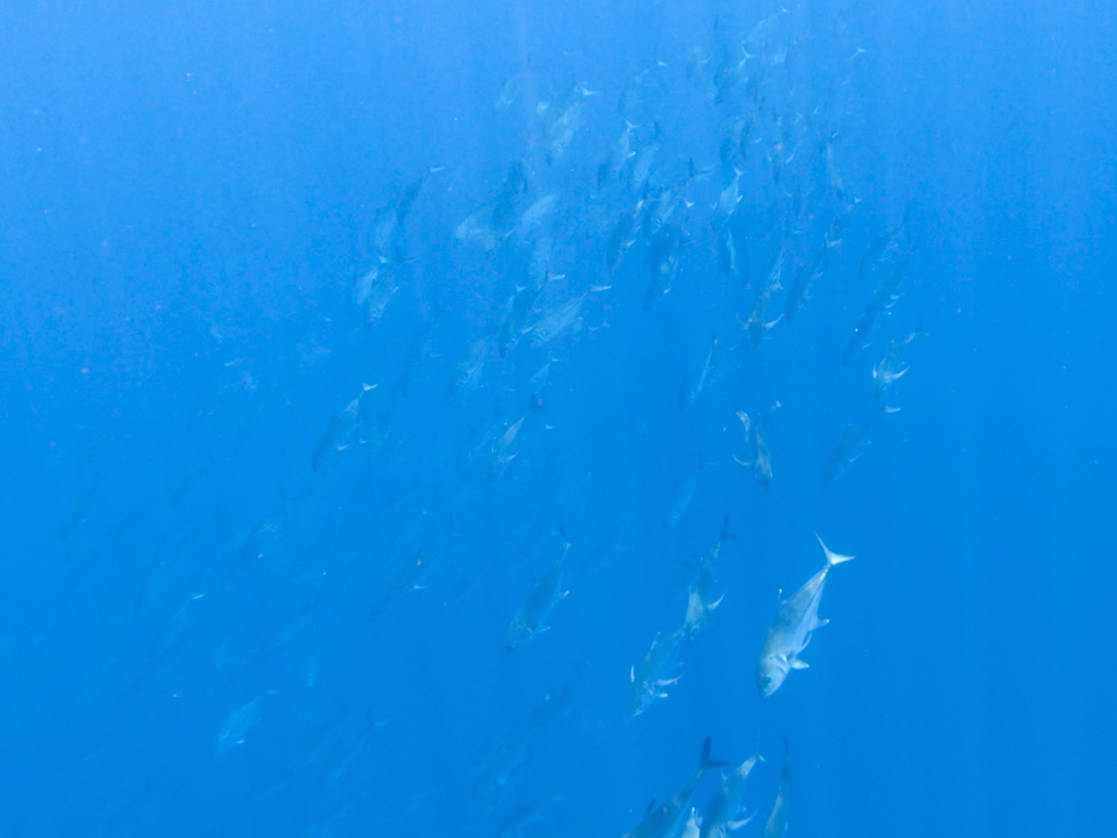 A school of fish spotted during Cano Island snorkeling.