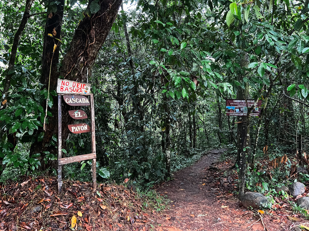 Jungle trail leading to Cascada El Pavon.