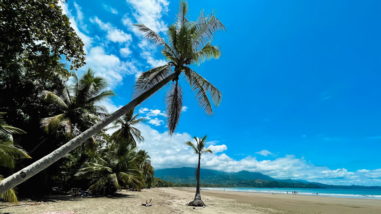 Swaying palm trees on the golden sand beach of Playa Uvita in Costa Rica.