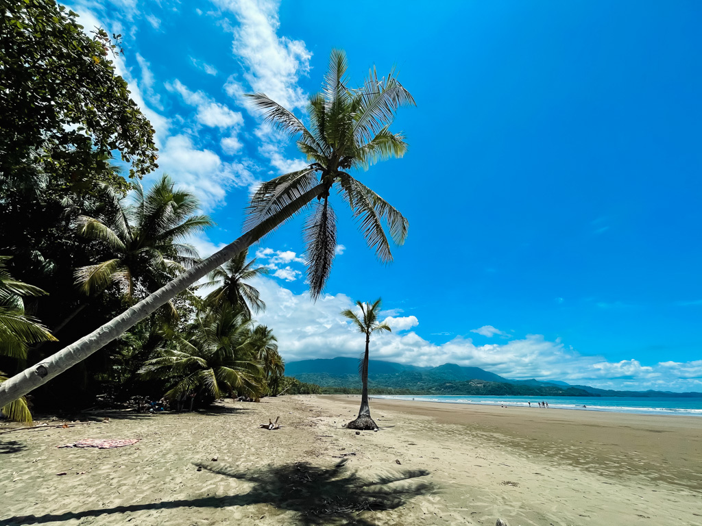 Uvita beach with swaying palm trees, tan sand beach, warm waters and forested hills in the distance.
