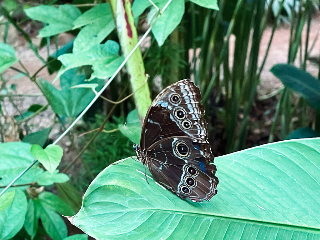 A butterfly in the butterfly garden.
