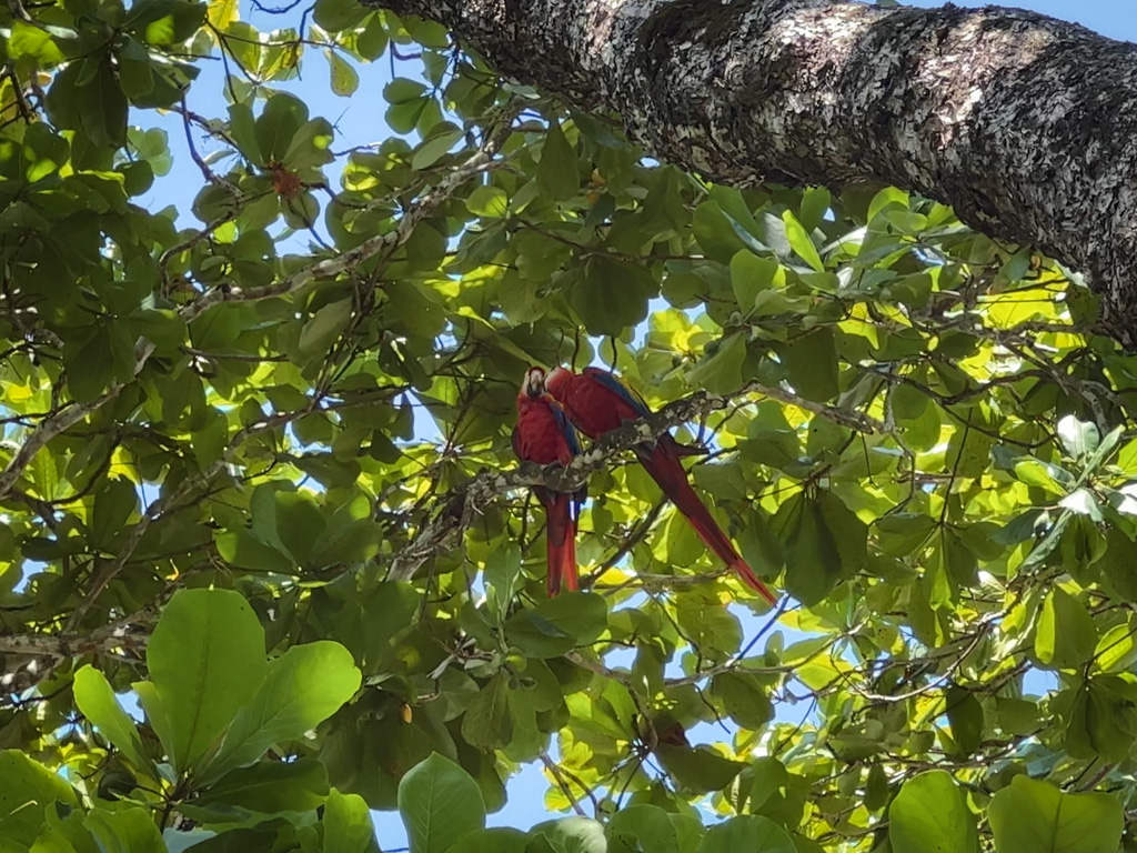 A couple of scarlet macaws, during their nesting season, on a beach almond tree at Dominical, Costa Rica.