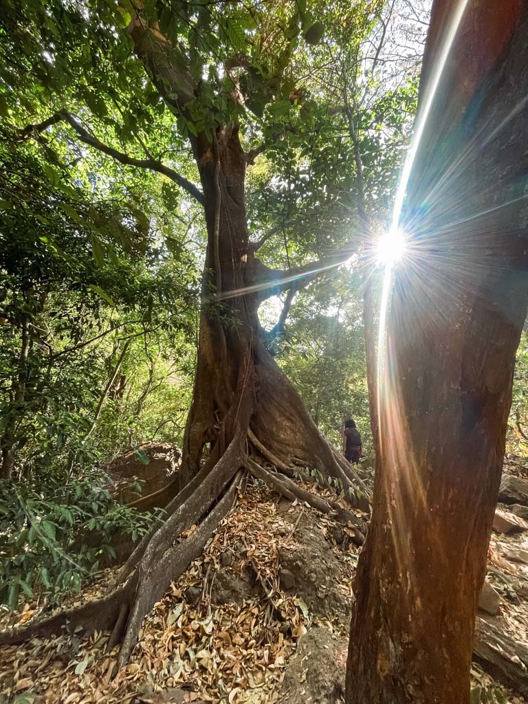 Jungle path, with sun peeping through the trees.